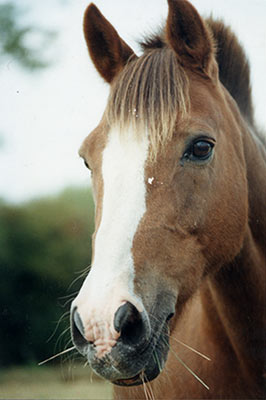 Original Photograph of Dusty