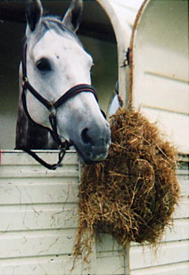 Original Photograph of Grey Horse