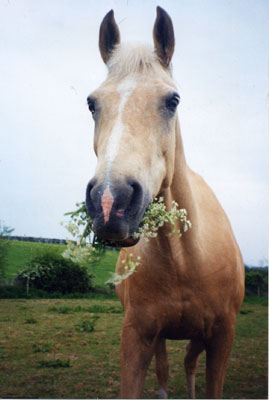 Original Photograph of Laddie