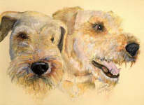 Lucy & Tom - Airedales