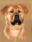 Meg - Rhodesian Ridgeback cross Mastiff