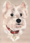 Misty - West Highland Terrier