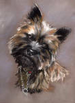 Molly - Cairn Terrier