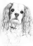 Skipper - Cavalier King Charles Spaniel